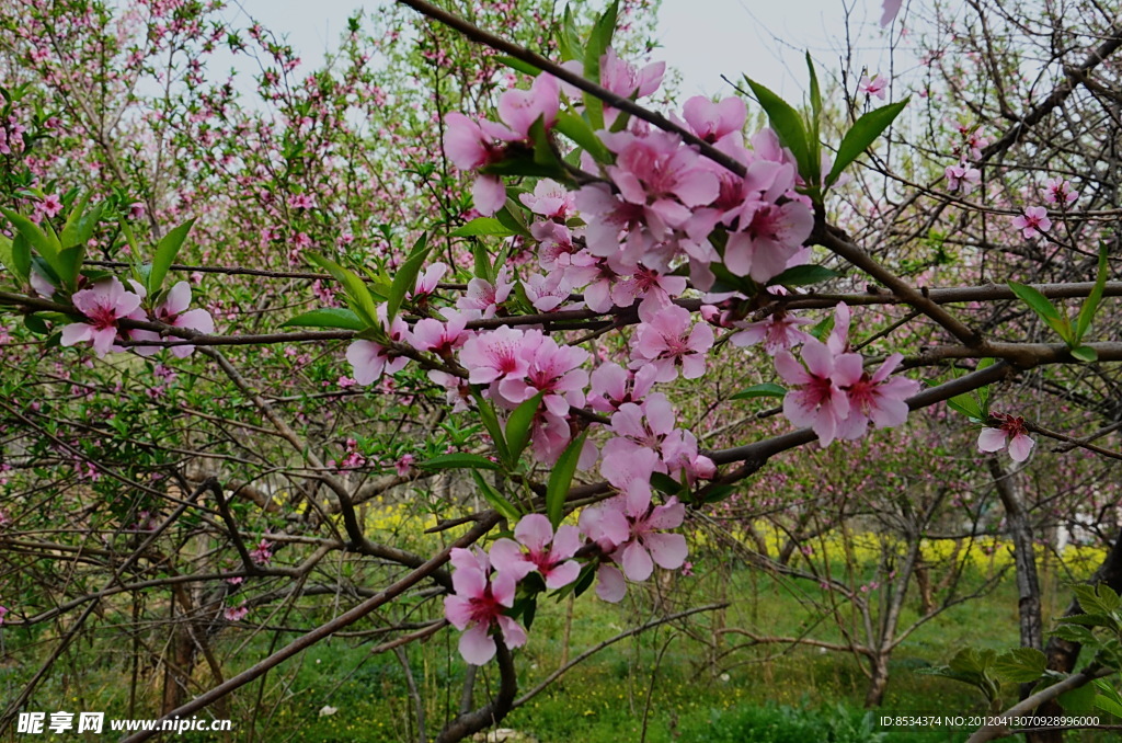 桃花