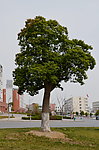 香樟树