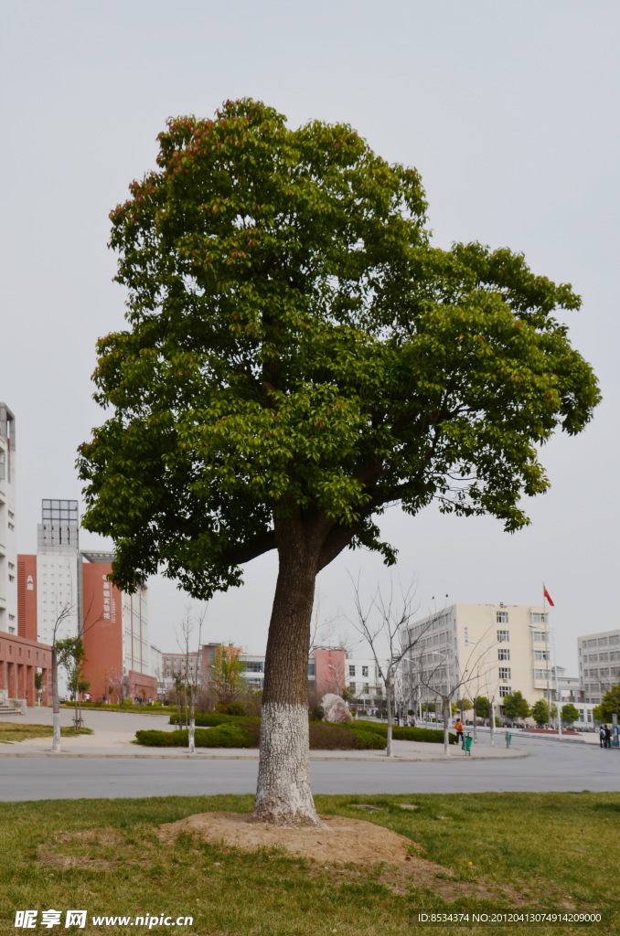 香樟树