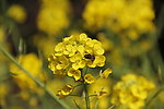 油菜花
