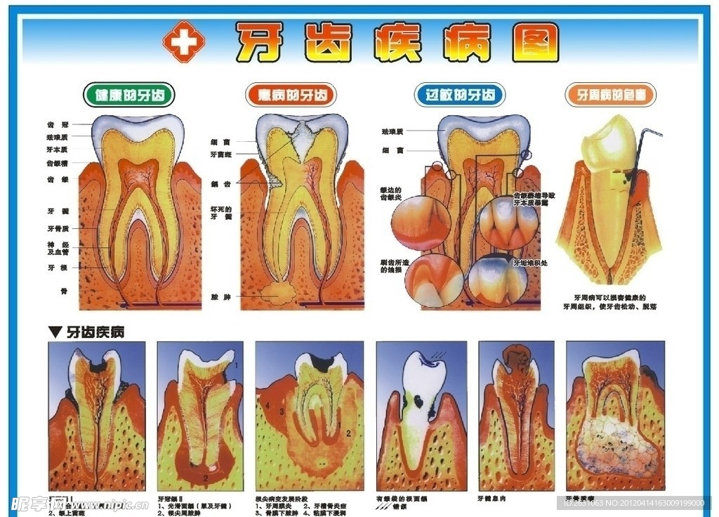 牙齿