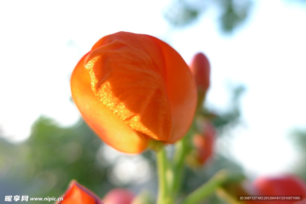 红花 花叶 花枝