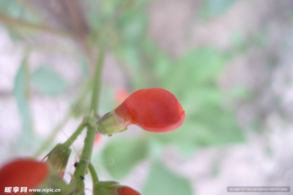 花卉 花叶 花枝 花瓣