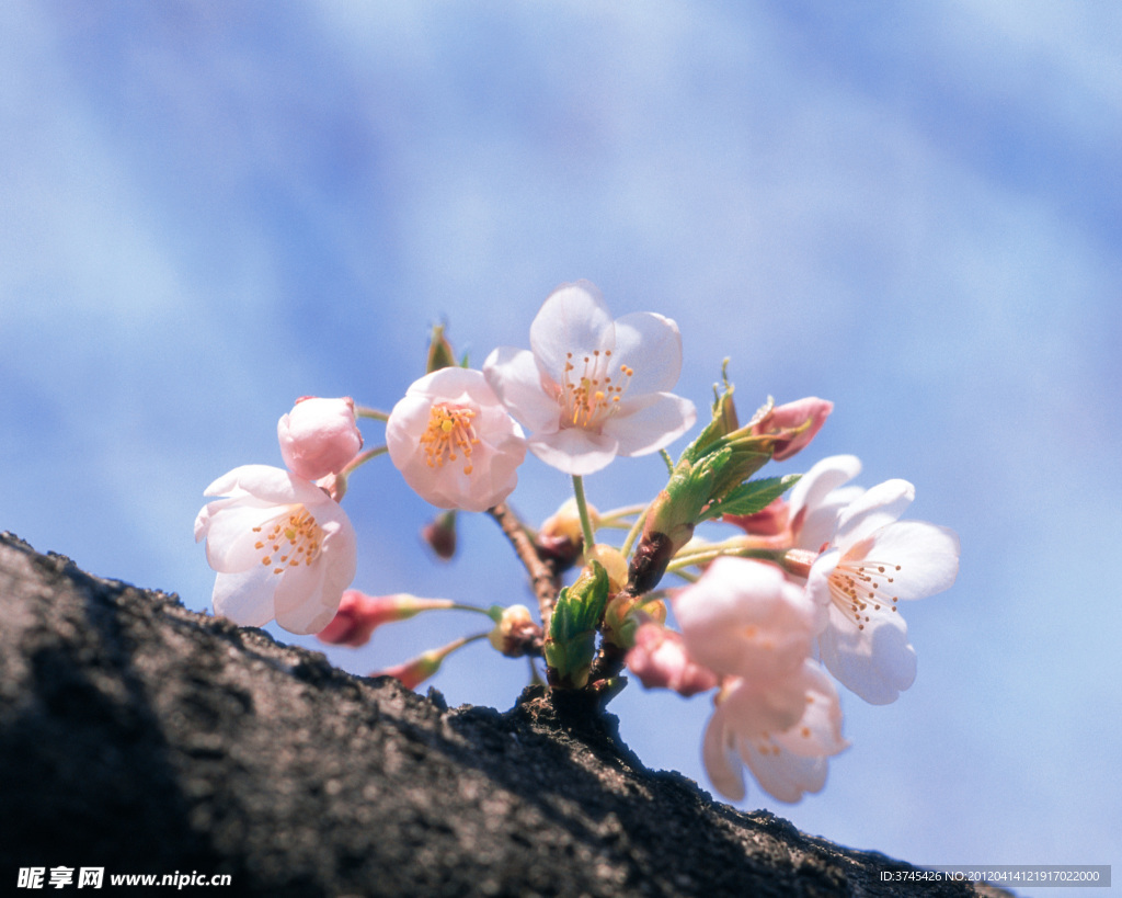 梅花