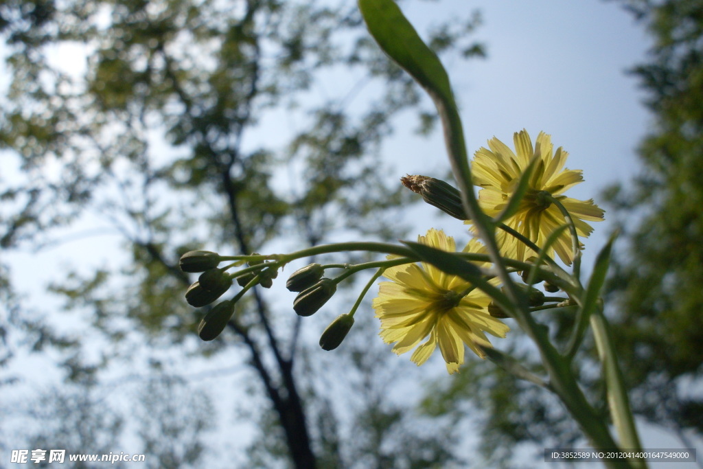 苦菜花