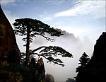 黄山迎客松