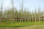 小树林