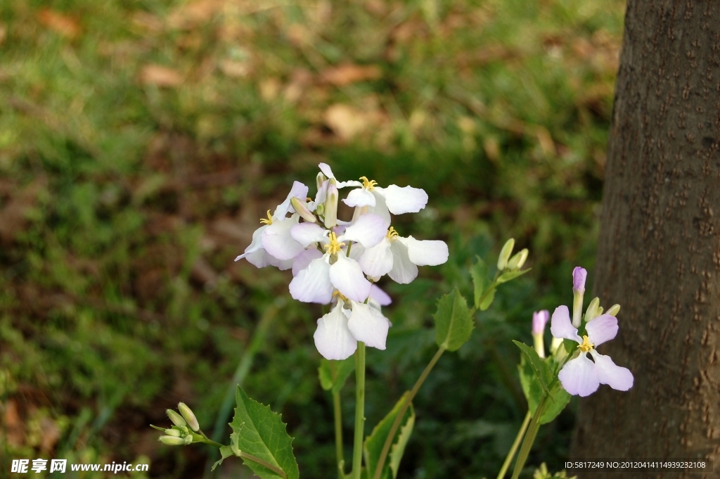 蝴蝶花