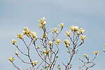 广木兰花 木兰花