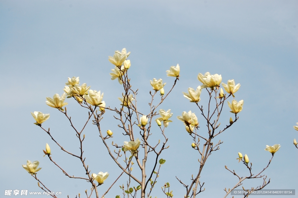 广木兰花 木兰花