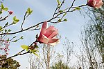 广木兰花