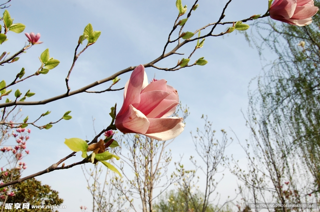 广木兰花