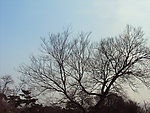 冬天的树