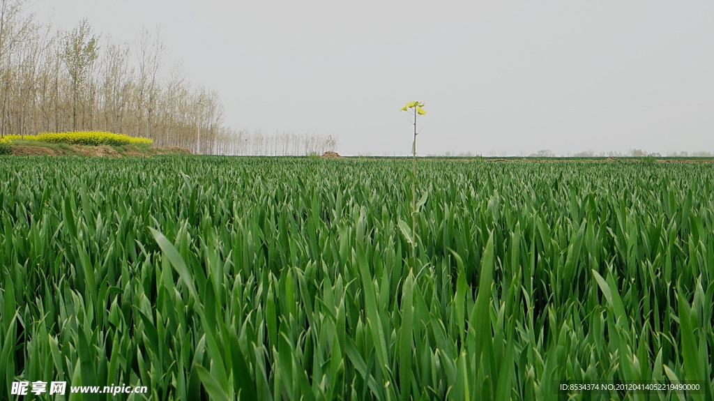田野的菜花