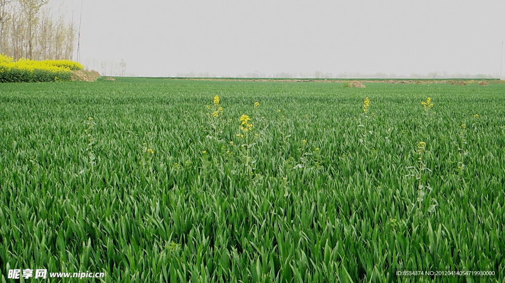 田野的菜花