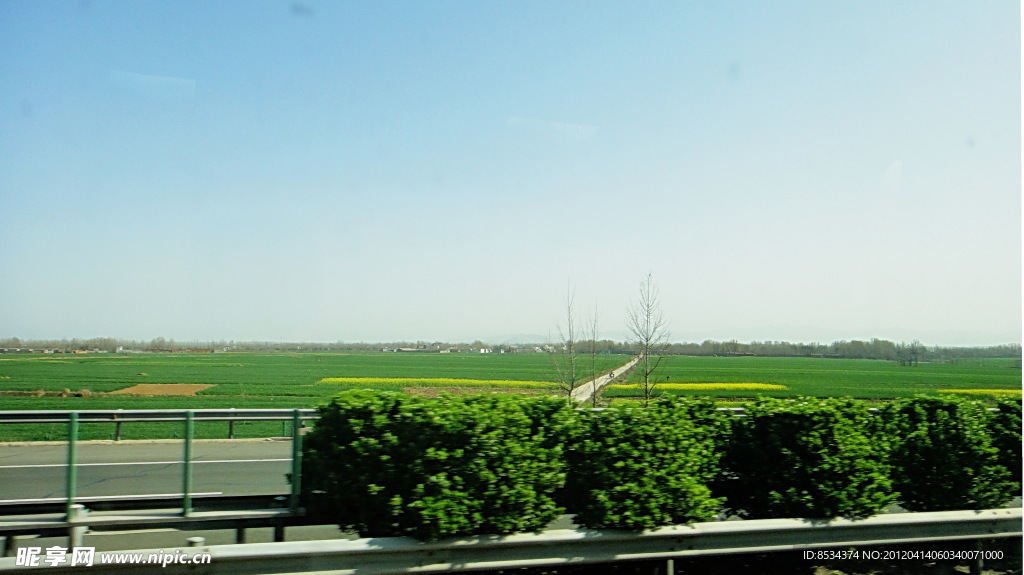 田野的菜花