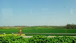 田野的菜花
