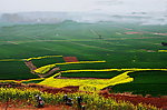山野的菜花（非高清）
