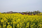 山野的菜花