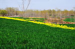 田野的菜花