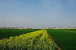 田野的菜花