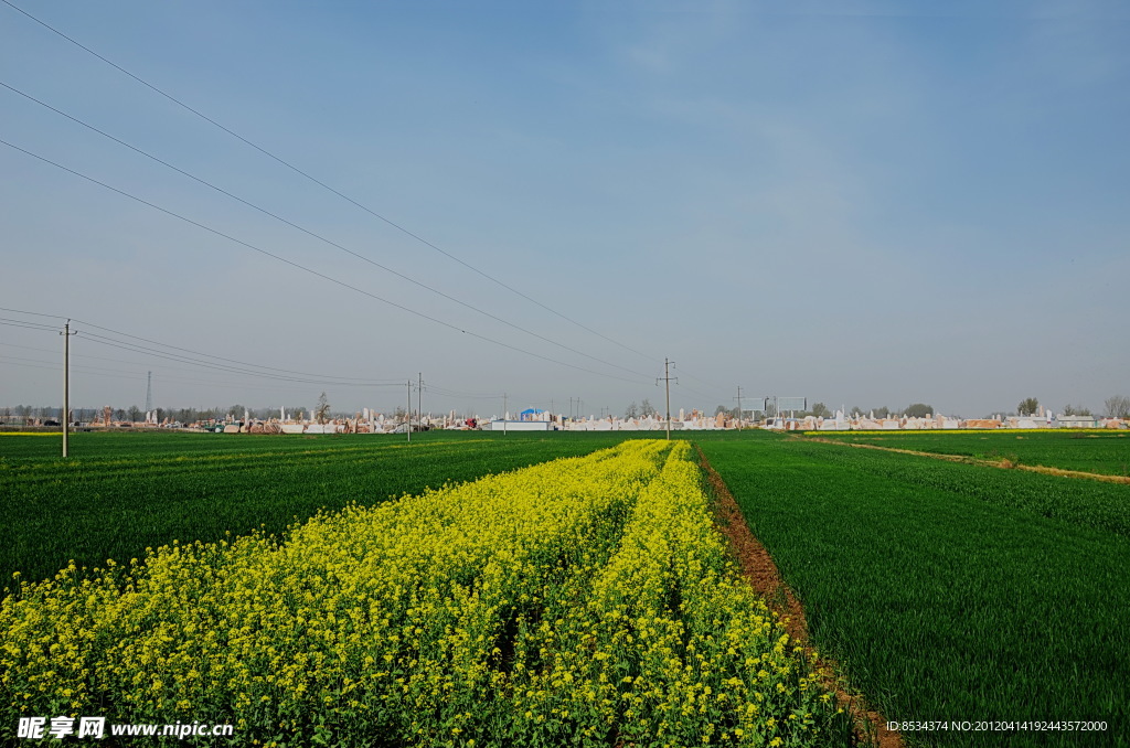 田野的菜花