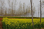 田野的菜花