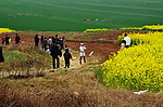 山野的菜花