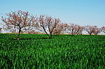 田野的桃花