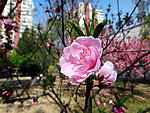 碧桃花开