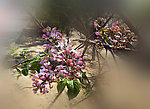 丁香花