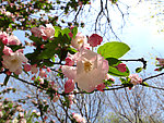海棠花枝（非高清）