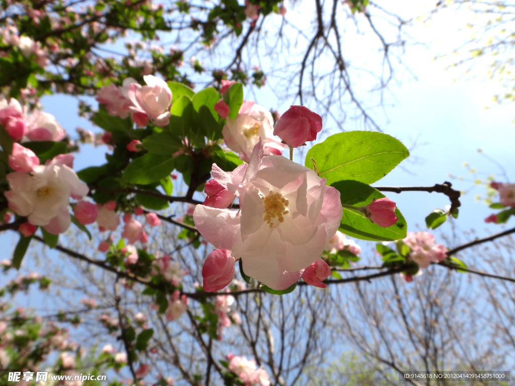 海棠花枝（非高清）