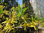 迎春花