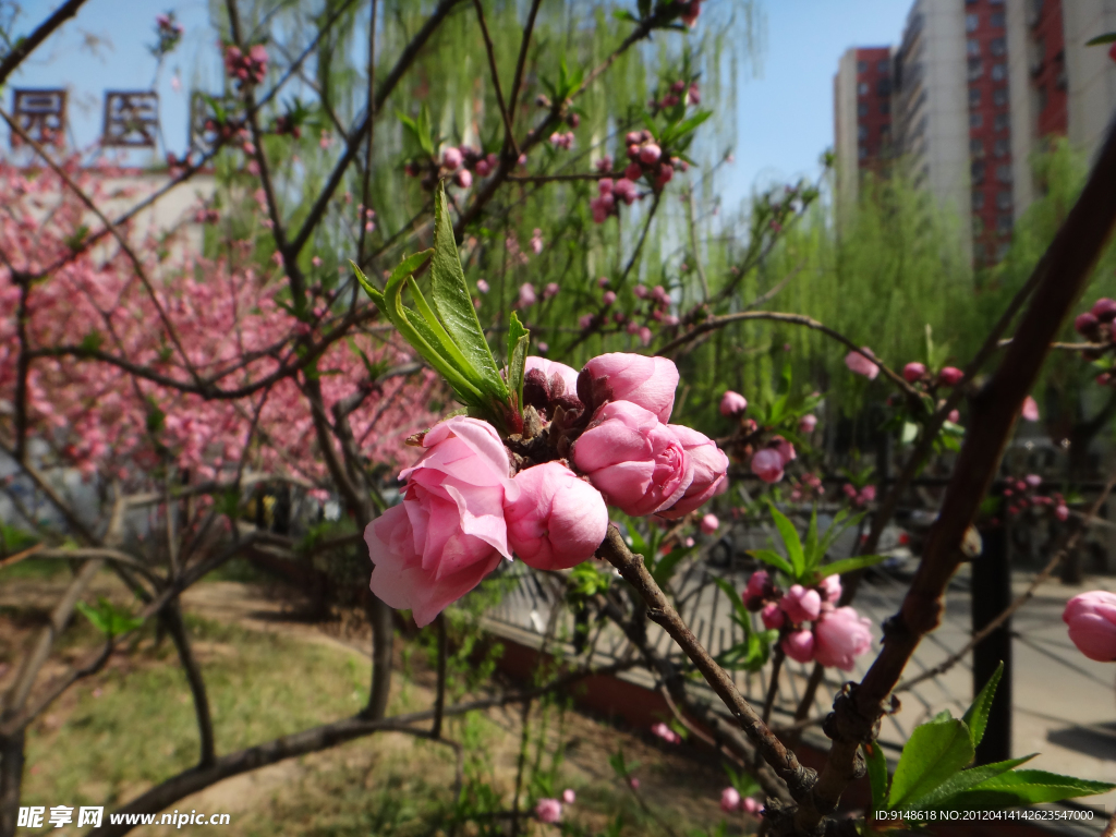 碧桃花蕾