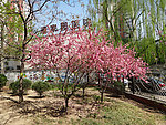 美丽的春花