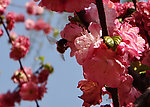 蜂恋花