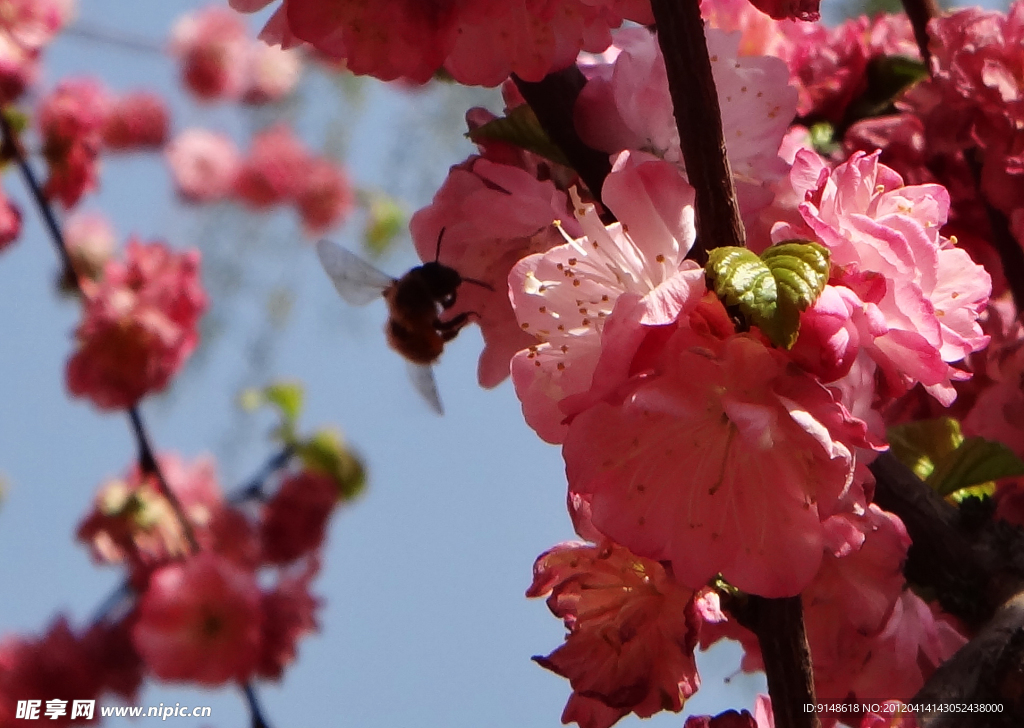 蜂恋花