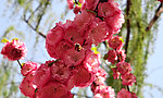 蜂与花（非高清）