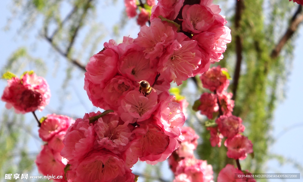 蜂与花（非高清）