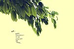 绿叶
