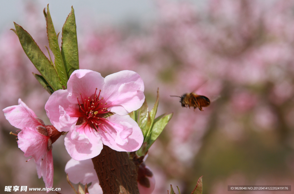 蜂采桃花