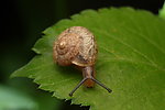 高清昆虫蜗牛大图