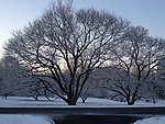 雪树