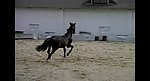 黑马
