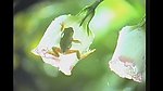 青蛙