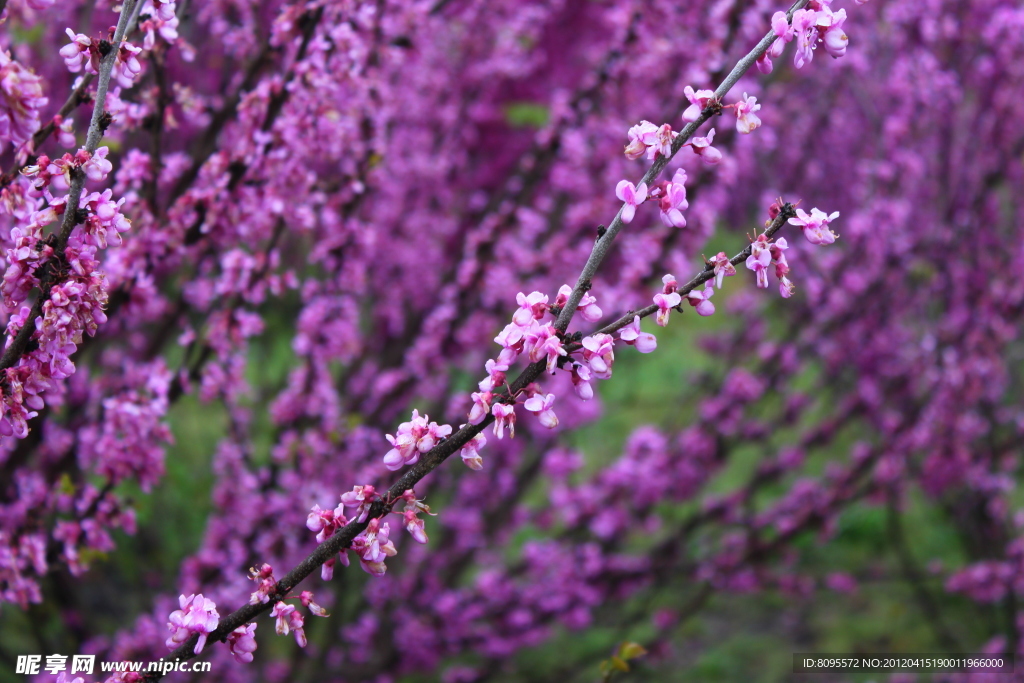 桃花素材