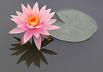 莲花图片 莲花