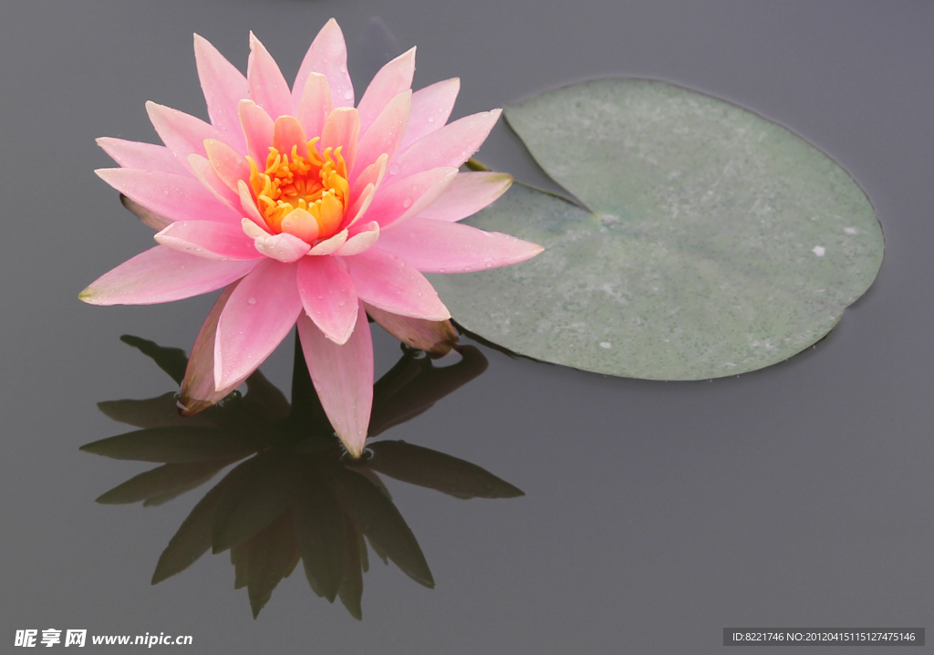 莲花图片 莲花