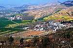 山野的菜花